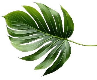 Velora Group logo